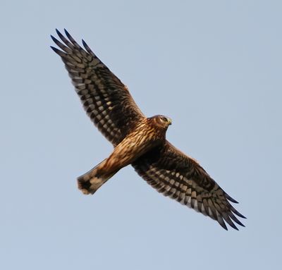 Hen Harrier