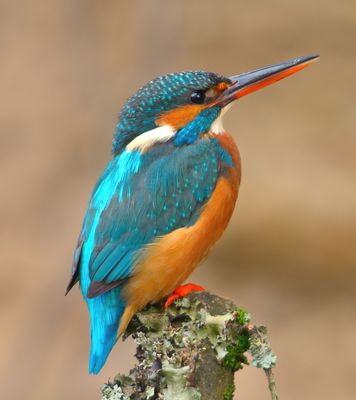 Kingfisher 