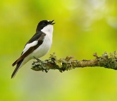 Pied Flycatcher 