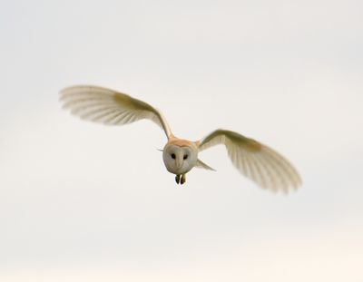 Barn Owl 