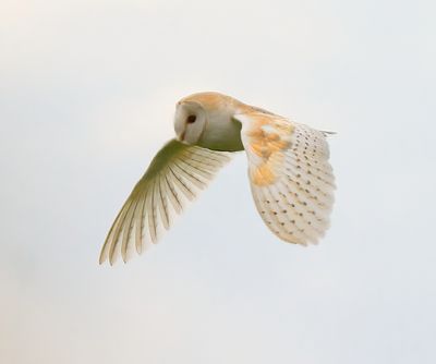 BARN OWL