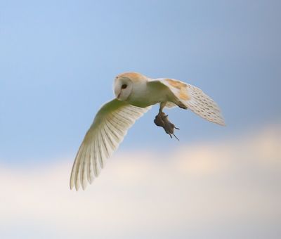 Barn Owl 