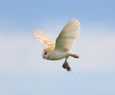 Barn Owl 