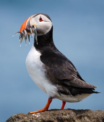 Puffin 