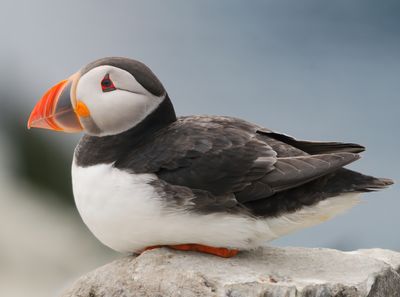 Puffin 