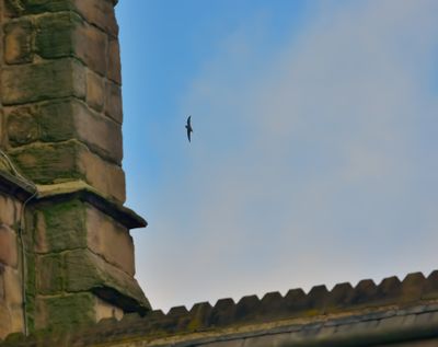 Crag Martin 