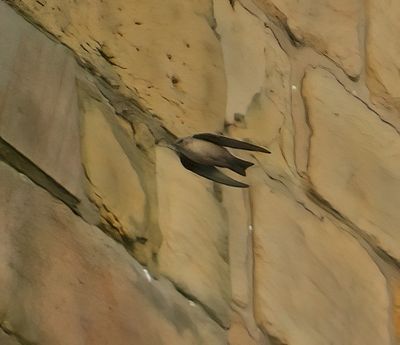 Crag Martin