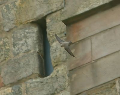 Crag Martin 
