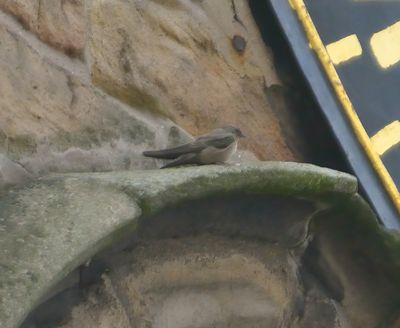 Crag Martin 