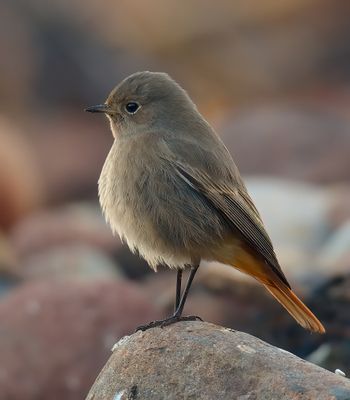 Black Redstart