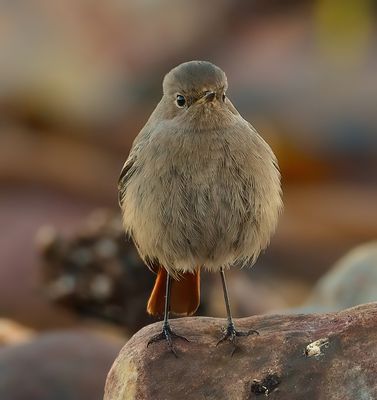 Black Redstart