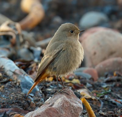 Black Redstart