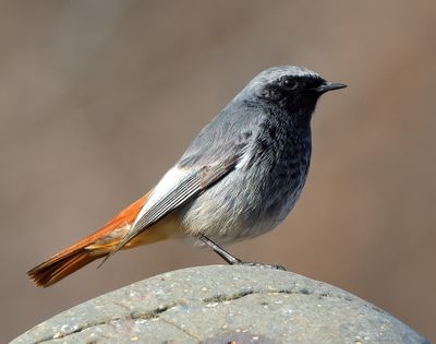 Black Redstart 