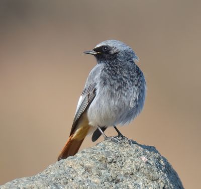Black Redstart 