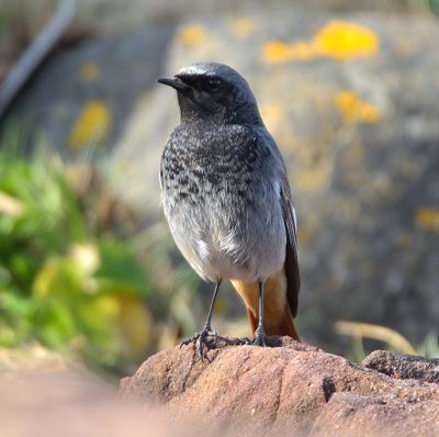 Black Redstart 