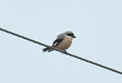 LESSER GREY SHRIKE