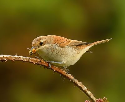 Red-backed Shrike 