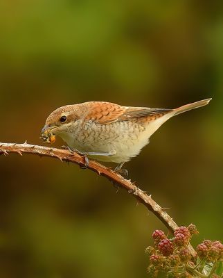 Red-backed Shrike 