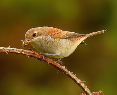 Red-backed Shrike 