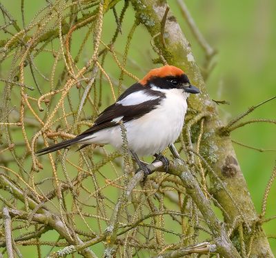 Woodchat Shrike