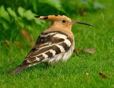 Hoopoe 