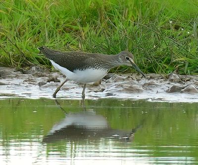 GREEN SANDPIPER