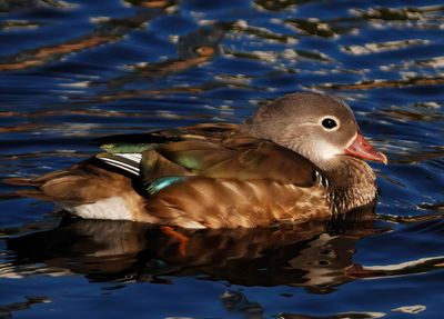 Mandarin 