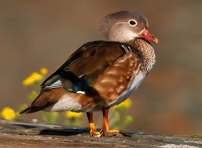 Mandarin