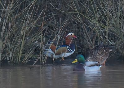 Mandarin