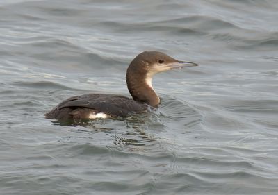 Black-throated Diver 