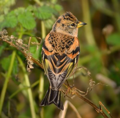 Brambling