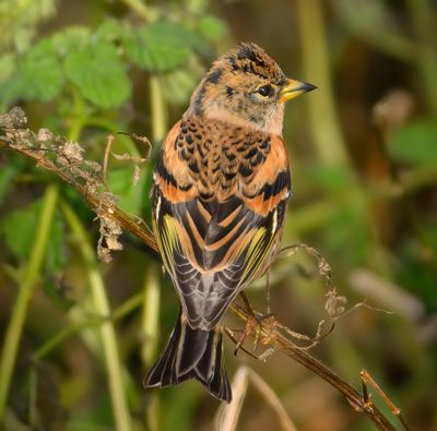 Brambling 