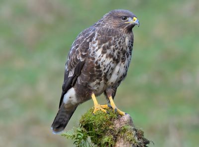 COMMON BUZZARD