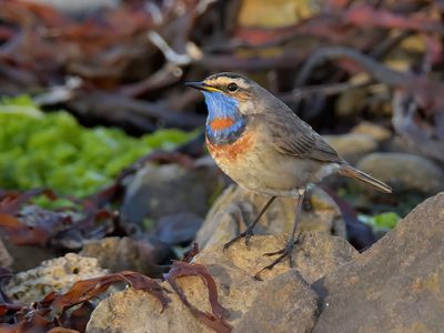 Bluethroat 