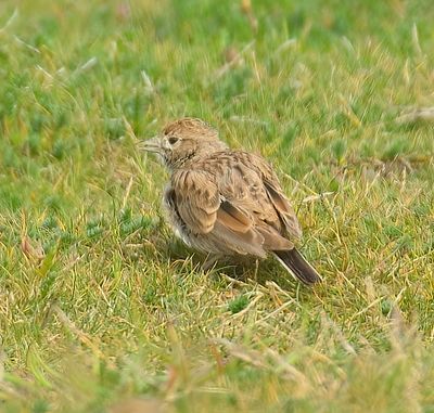 Short-toed Lark 