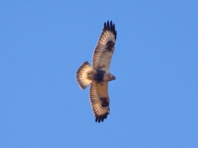 Rough-legged Buzzard 