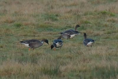 Bean Goose (Taiga)