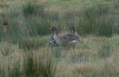 Bean Goose (Taiga)