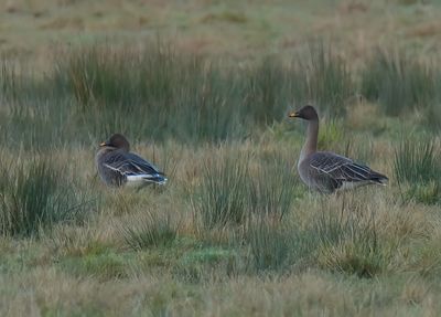 Bean Goose (Taiga)