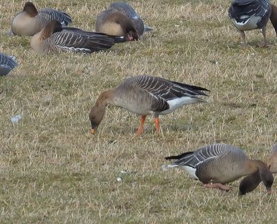 Bean Goose (Tundra)