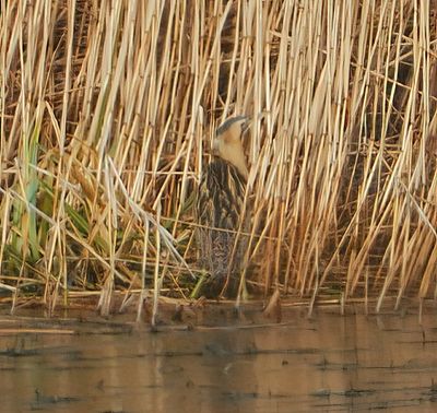 Bittern 