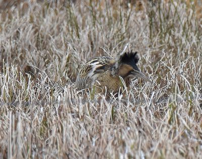 Bittern 