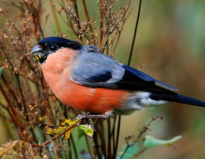 Bullfinch 