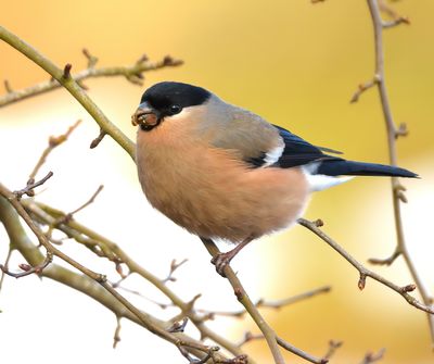 Bullfinch 