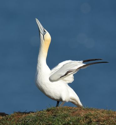 Gannet