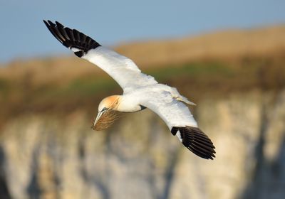 GANNET