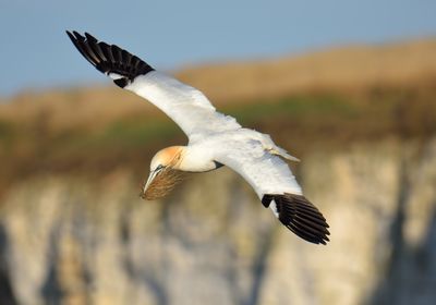 GANNET