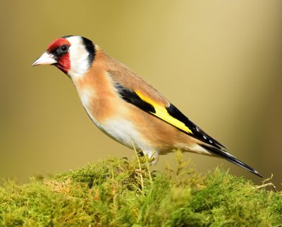 GOLDFINCH