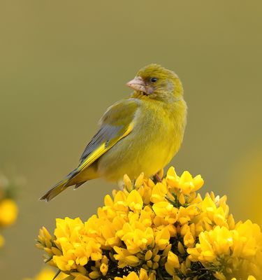 Greenfinch 