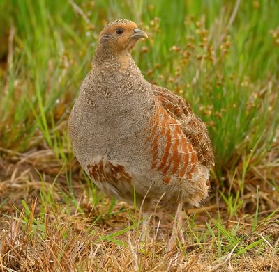 Grey Partridge 